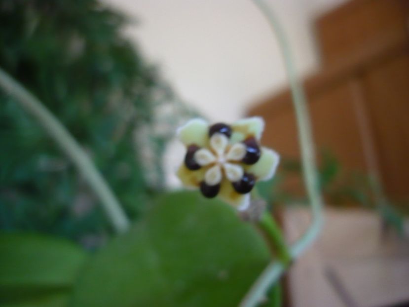 P1390120 - HOYA 2018-1