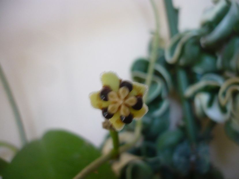 P1390123 - HOYA 2018-1