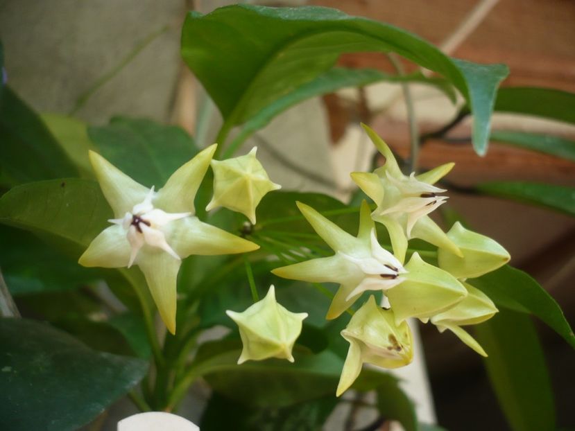 P1390126 - HOYA 2018-1