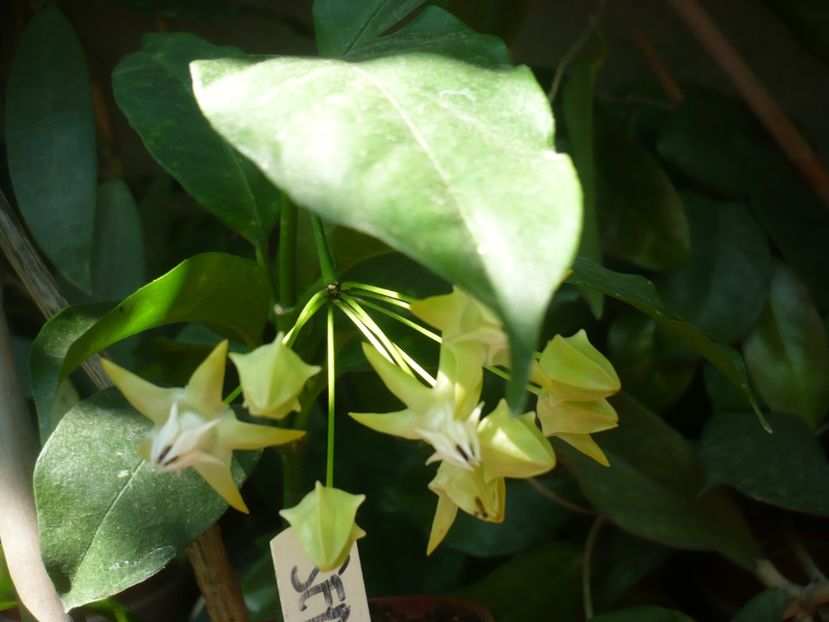 P1390128 - HOYA 2018-1