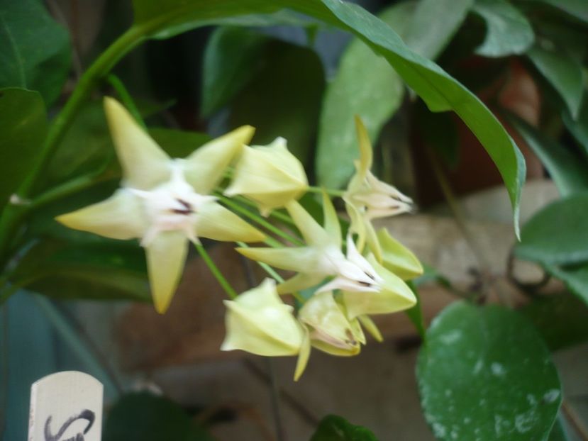 P1390129 - HOYA 2018-1