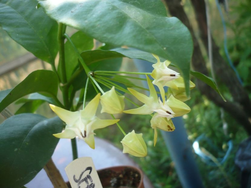 P1390130 - HOYA 2018-1