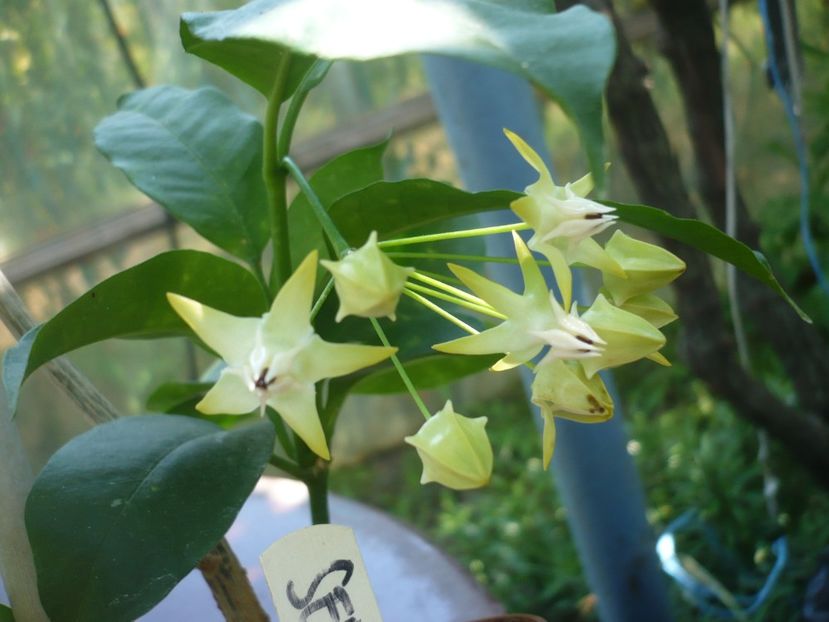 P1390131 - HOYA 2018-1