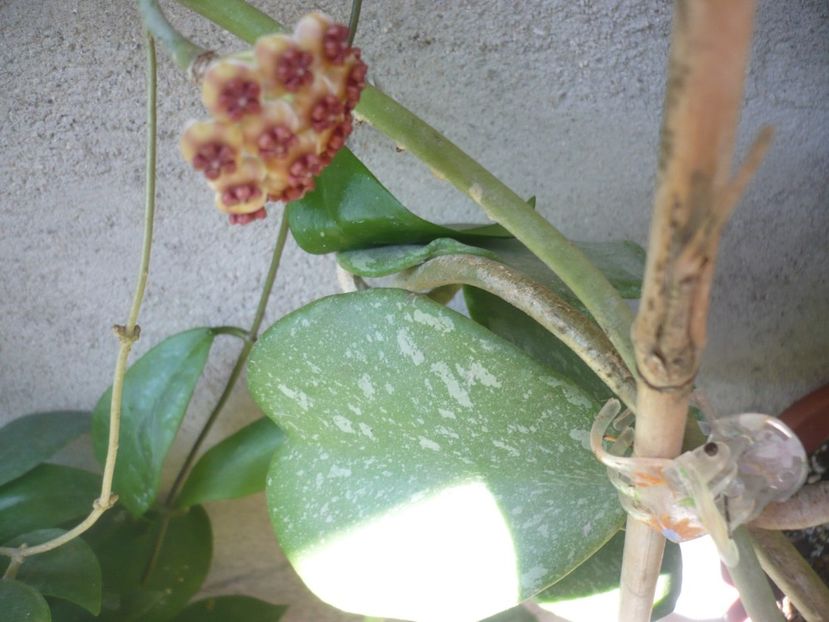 P1390136 - HOYA 2018-1