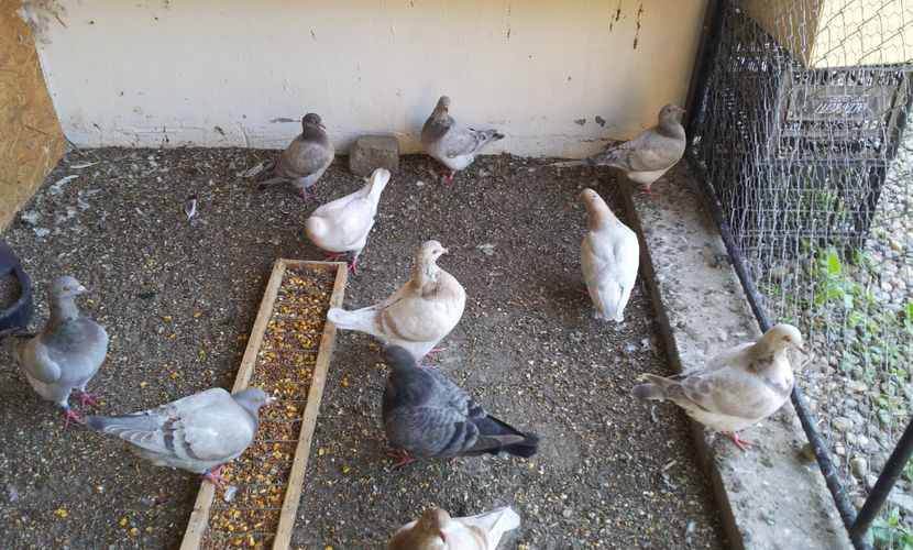 Albastra (stanga)  si izabela(dreapta)  -  retinute pt. TIMISOARA . - 03 PUI TEXANI 2018