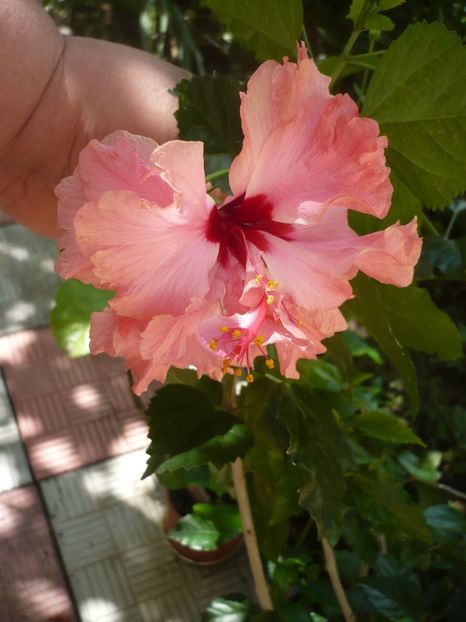 P1390139 - HIBISCUSI 2018-3