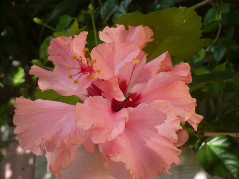 P1390141 - HIBISCUSI 2018-3