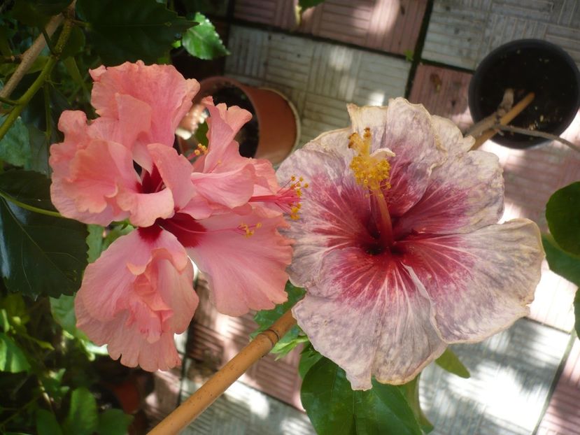 P1390142 - HIBISCUSI 2018-3