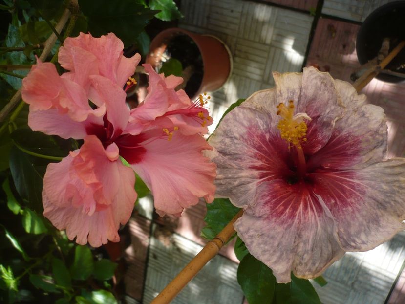 P1390144 - HIBISCUSI 2018-3