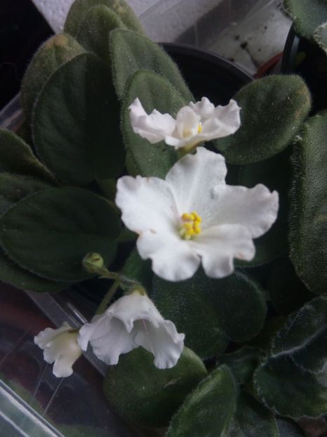  - Alan s White Feather de la Carmendobrescu