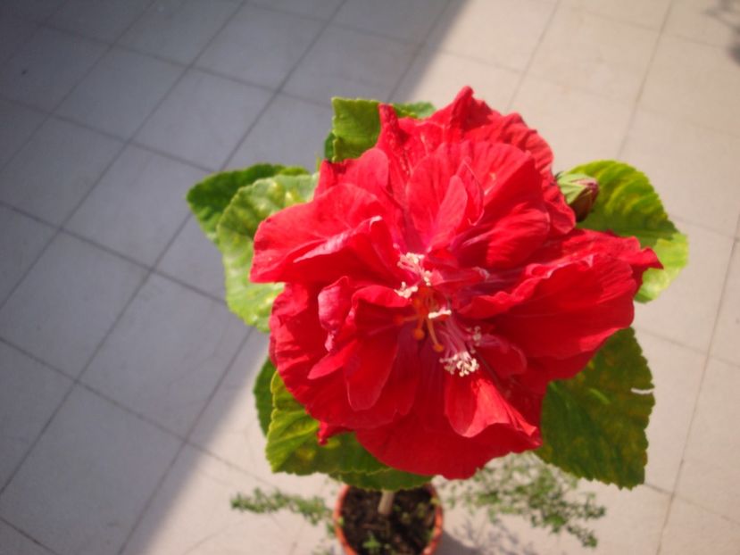  - Hibiscus din seminte