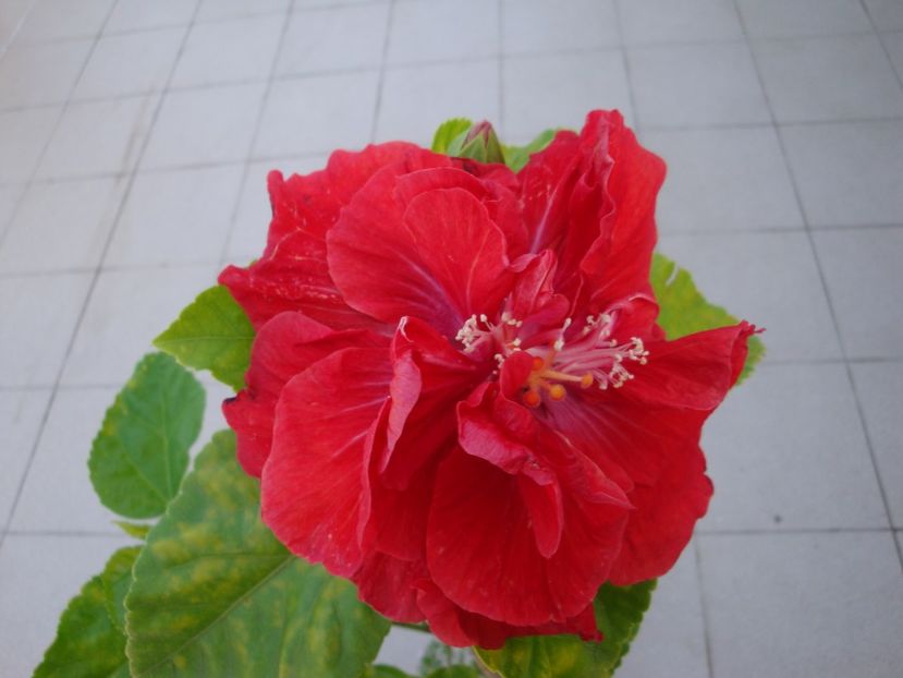  - Hibiscus din seminte