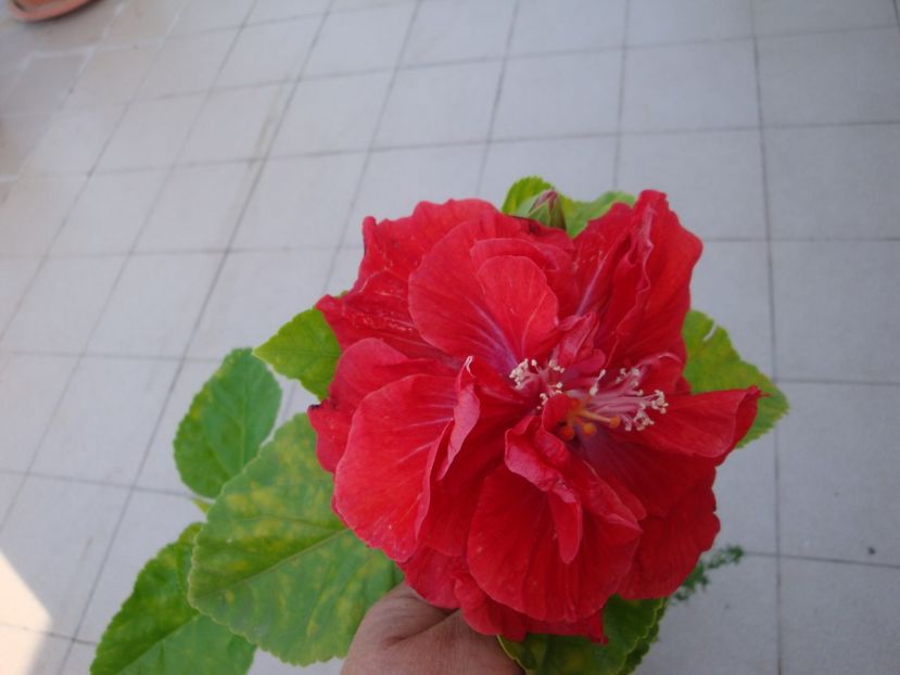  - Hibiscus din seminte