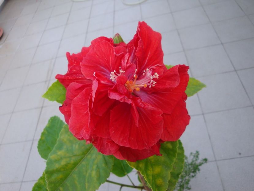  - Hibiscus din seminte