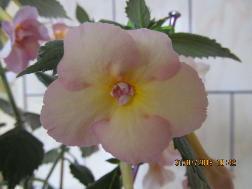  - Yellow English Rose