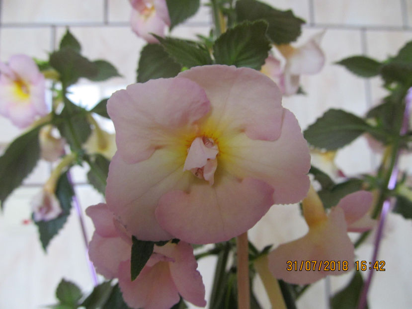  - Yellow English Rose