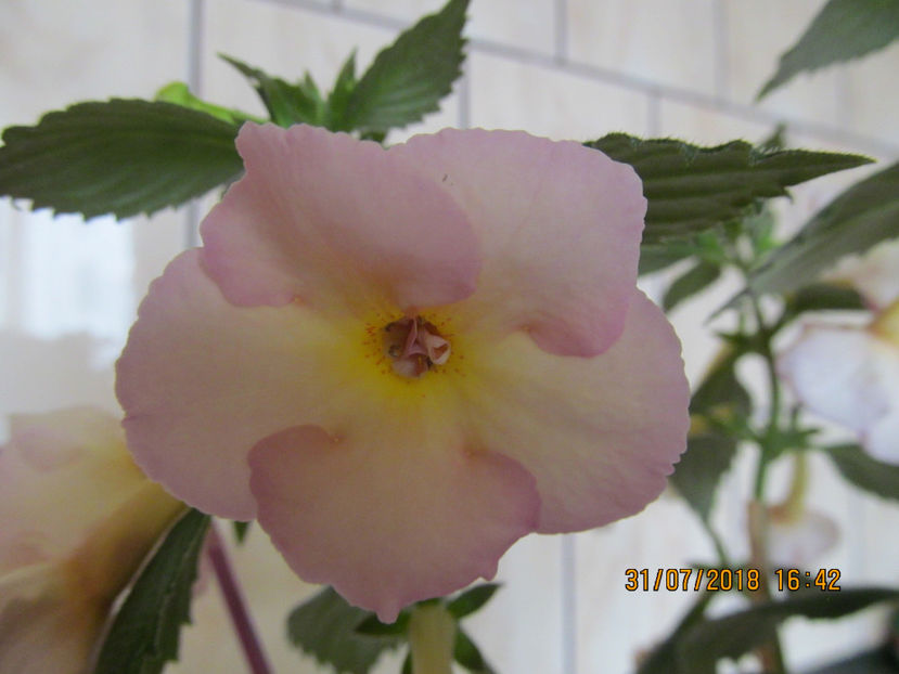  - Yellow English Rose