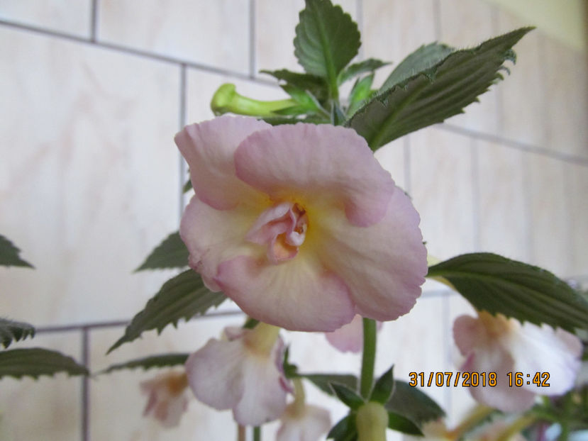  - Yellow English Rose
