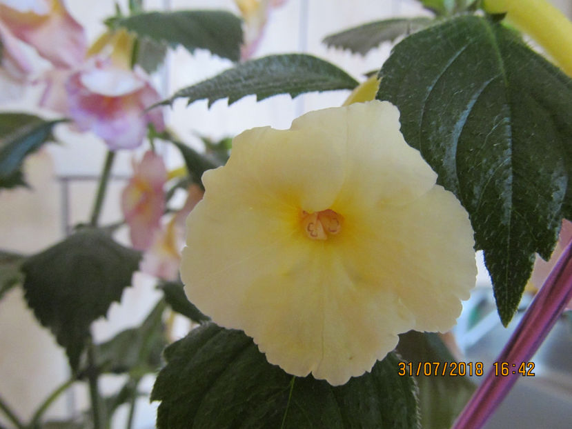  - Yellow English Rose