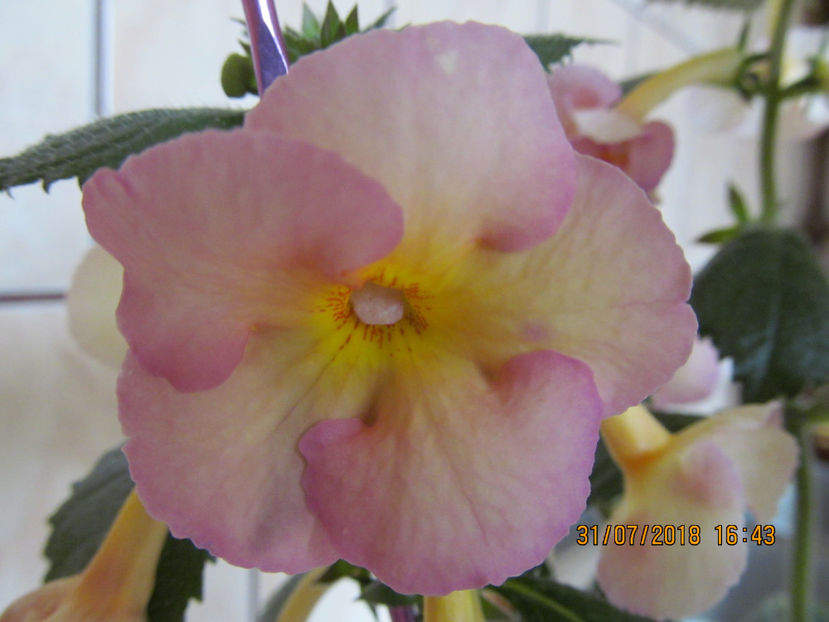  - Yellow English Rose