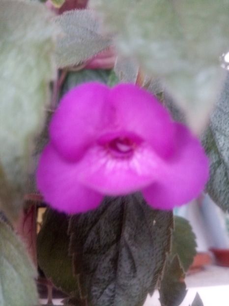  - Violaceea semiplena