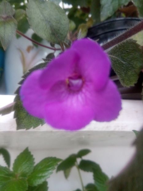  - Violaceea semiplena