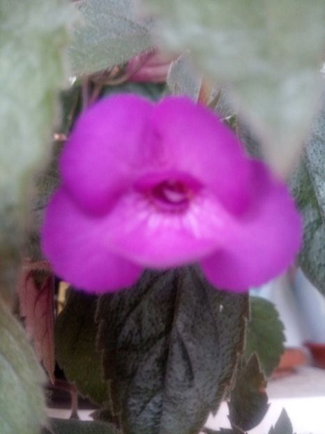  - Violaceea semiplena