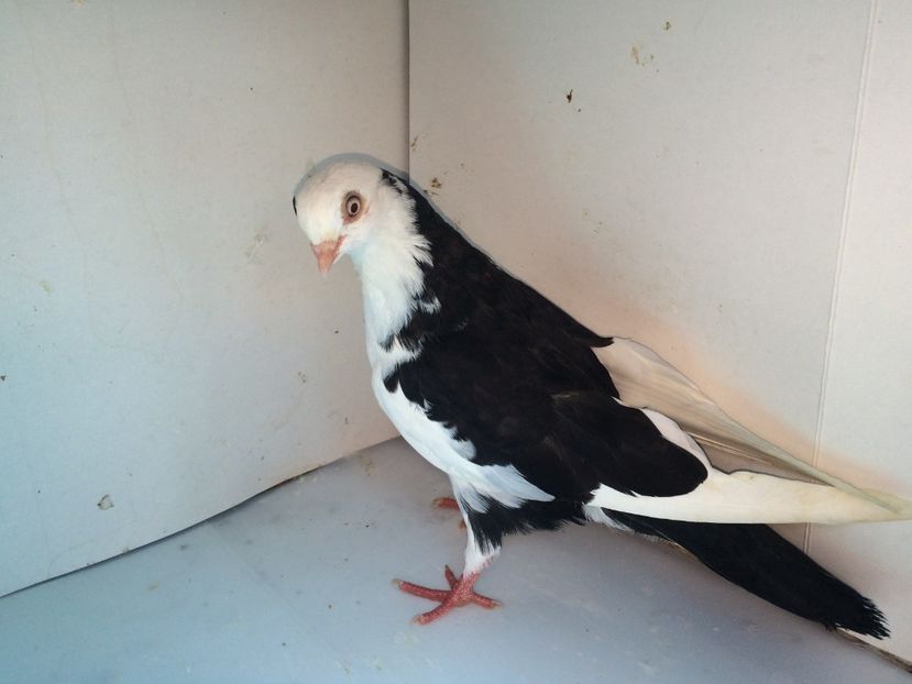 4521  femelă  2018 - Plecați ALBUM 2