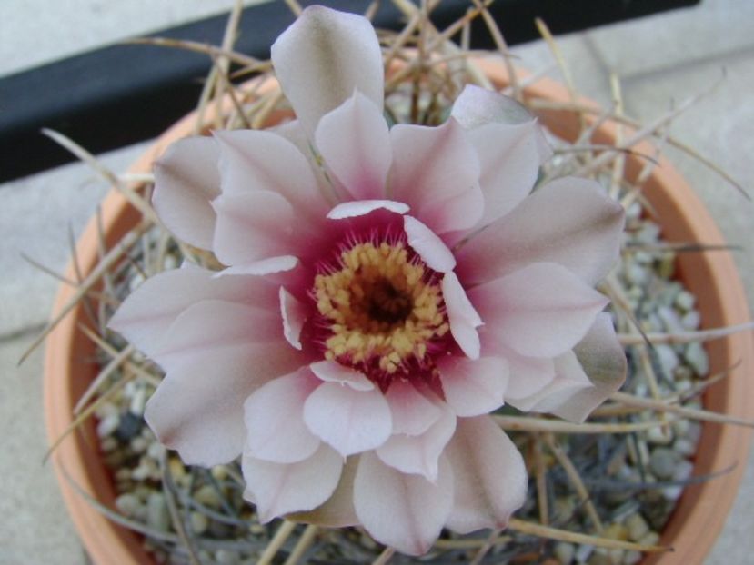 Gymnocalycium cardenasianum - Cactusi 2018 Gymnocalycium