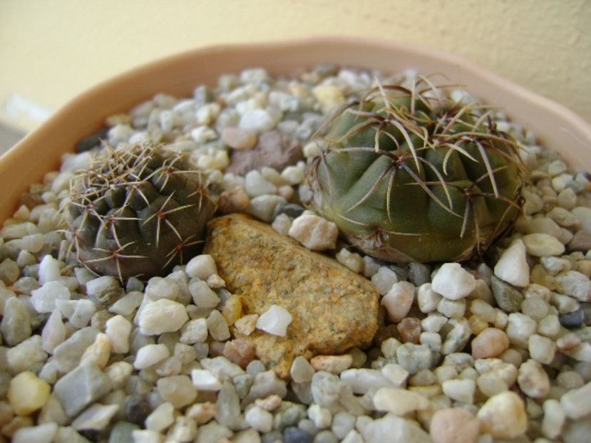 Gymnocalycium gibbosum, 2 ex. - Cactusi 2018 Gymnocalycium