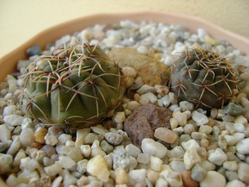 Gymnocalycium gibbosum, 2 ex. - Cactusi 2018 Gymnocalycium