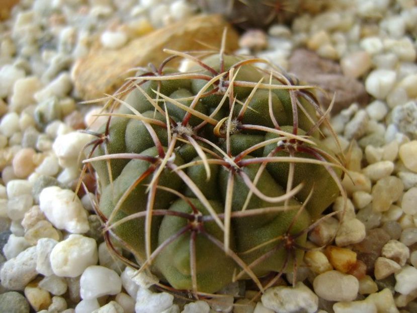 Gymnocalycium gibbosum - Cactusi 2018 Gymnocalycium