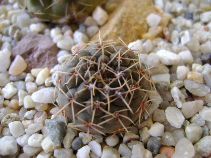 Gymnocalycium gibbosum - Cactusi 2018 Gymnocalycium