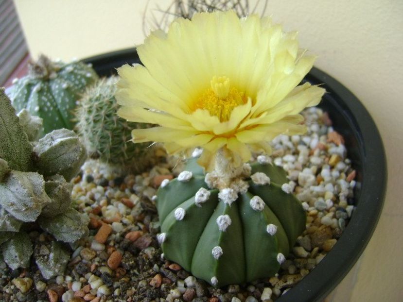 Astrophytum asterias - Cactusi 2018 continuare