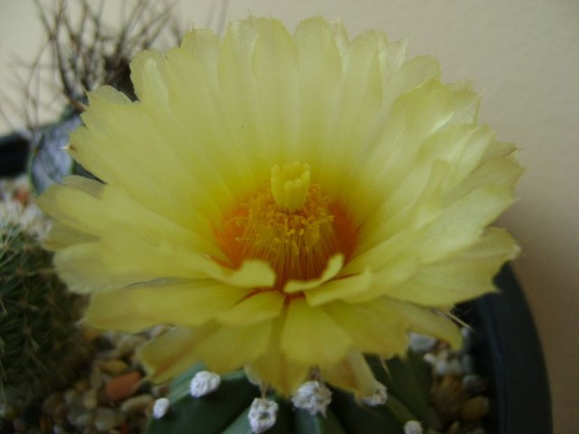 Astrophytum asterias - Cactusi 2018 continuare