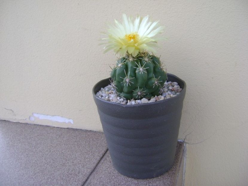 Thelocactus leucacanthus - Cactusi 2018 continuare