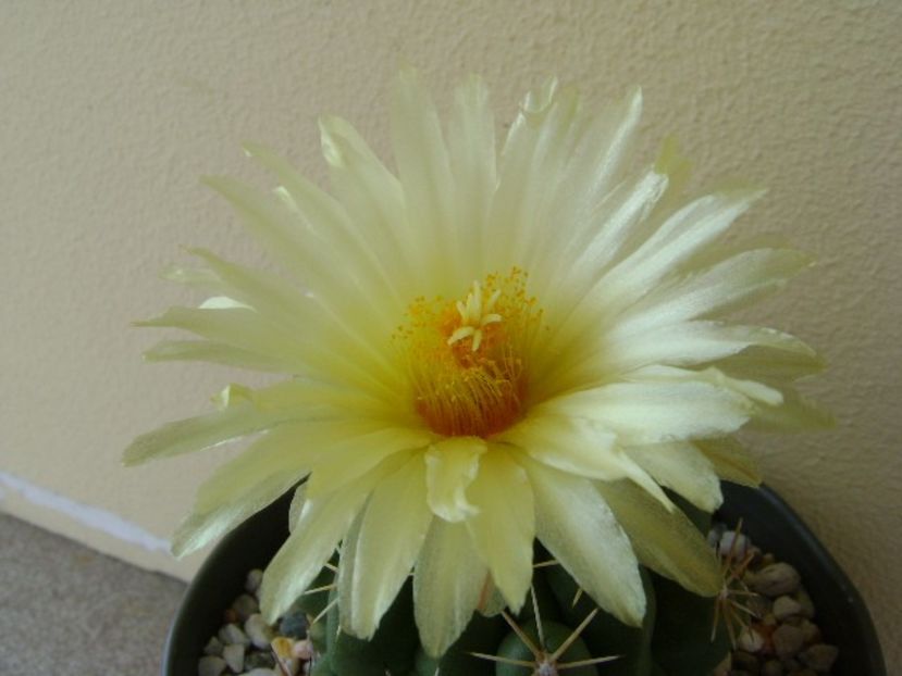 Thelocactus leucacanthus - Cactusi 2018 continuare