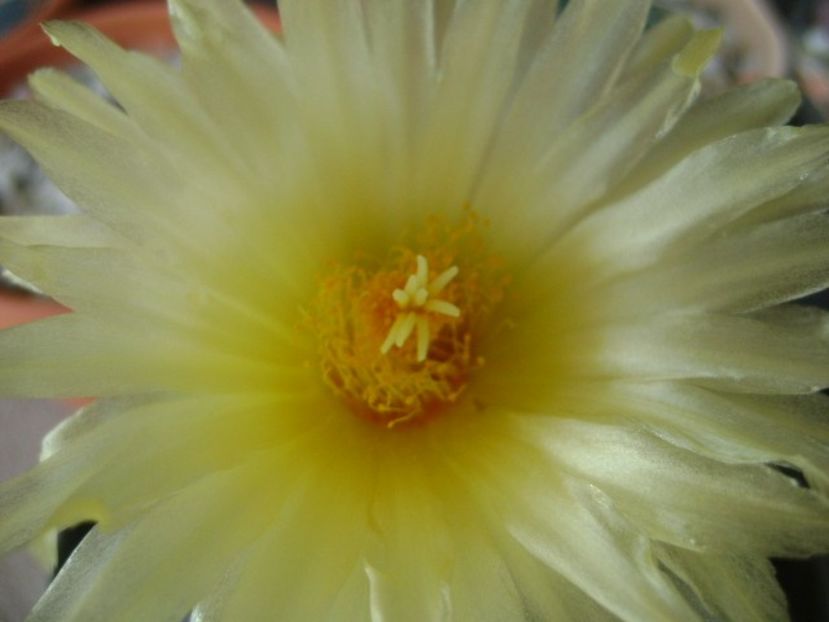Thelocactus leucacanthus - Cactusi 2018 continuare