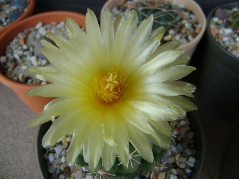 Thelocactus leucacanthus - Cactusi 2018 continuare