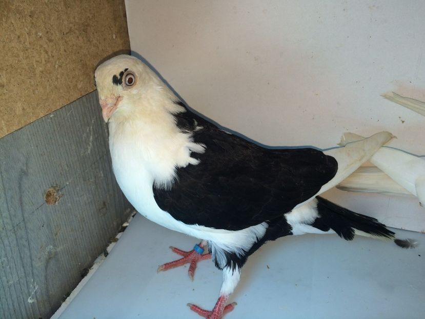 7082  femelă  2018 - Plecați ALBUM 2