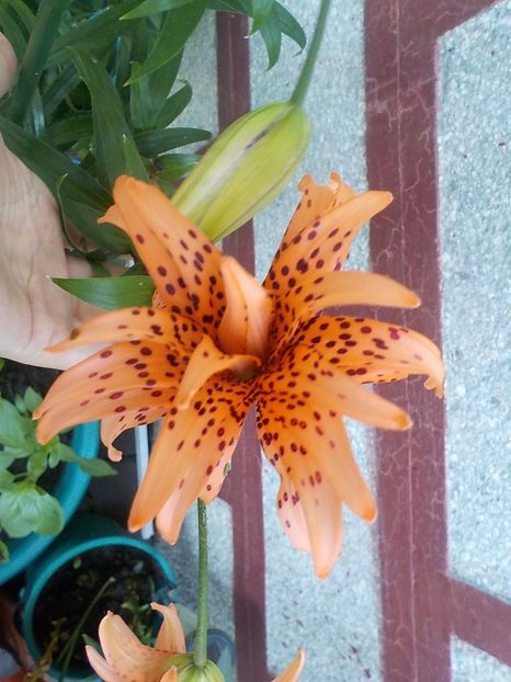  - lancifolium