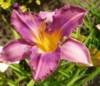 chicago knobby - HEMEROCALLIS achizitionati in 2017 si 2018