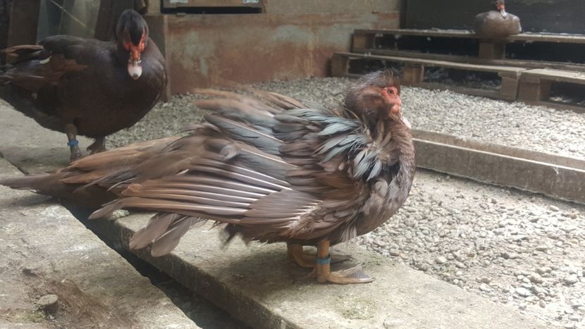  - Bomboane asortate 2018