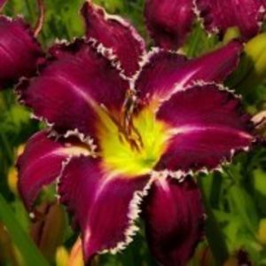 snaggle tooth - HEMEROCALLIS achizitionati in 2017 si 2018