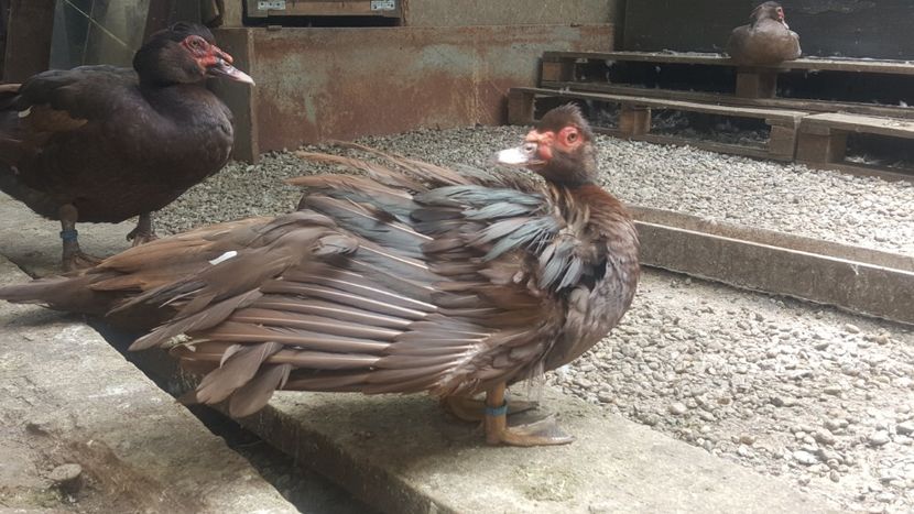  - Bomboane asortate 2018