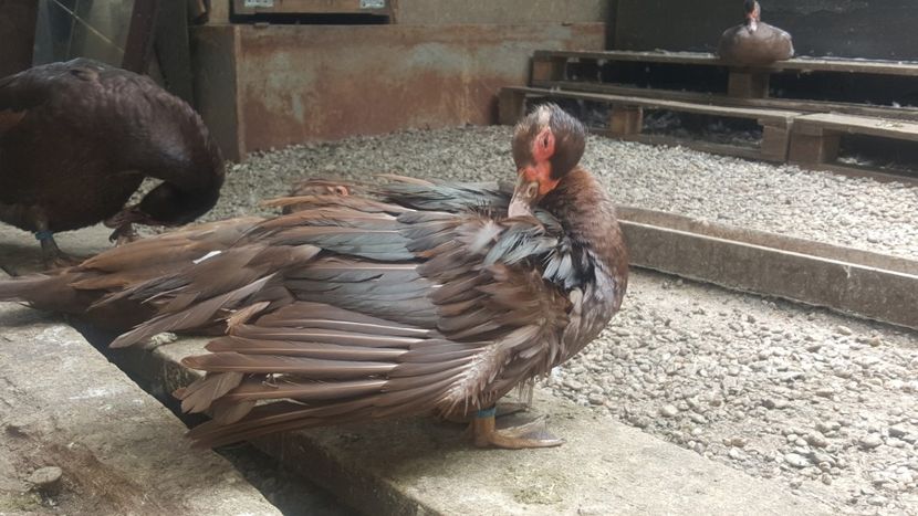  - Bomboane asortate 2018