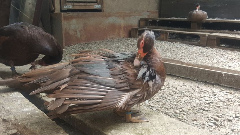  - Bomboane asortate 2018