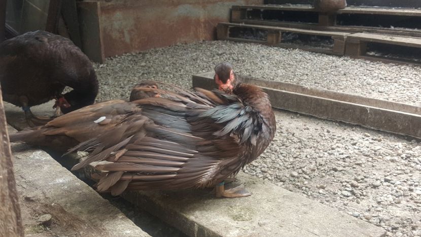  - Bomboane asortate 2018