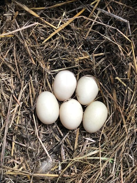 a inceput ouatul - Bomboane asortate 2018