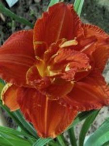 paprika flame - HEMEROCALLIS achizitionati in 2017 si 2018